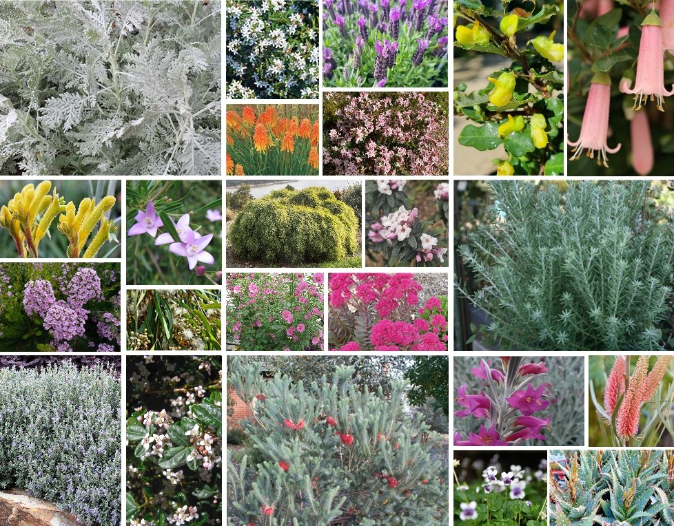 Residential Front Garden Plant Selection